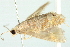  ( - 10BBLEP-01126)  @12 [ ] CreativeCommons - Attribution (2010) CBG Photography Group Centre for Biodiversity Genomics