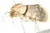  (Sympistis rosea - 10BBLEP-01001)  @14 [ ] CreativeCommons - Attribution (2010) CBG Photography Group Centre for Biodiversity Genomics