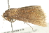  ( - 10BBLEP-00919)  @13 [ ] CreativeCommons - Attribution (2010) CBG Photography Group Centre for Biodiversity Genomics