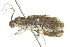  ( - 10BBLEP-00943)  @13 [ ] CreativeCommons - Attribution (2010) CBG Photography Group Centre for Biodiversity Genomics