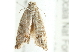  ( - 10BBLEP-01236)  @12 [ ] CreativeCommons - Attribution (2010) CBG Photography Group Centre for Biodiversity Genomics