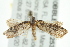  ( - 10BBLEP-01253)  @12 [ ] CreativeCommons - Attribution (2010) CBG Photography Group Centre for Biodiversity Genomics