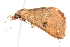  ( - 10BBLEP-01274)  @12 [ ] CreativeCommons - Attribution (2010) CBG Photography Group Centre for Biodiversity Genomics