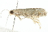 ( - 10BBLEP-01298)  @12 [ ] CreativeCommons - Attribution (2010) CBG Photography Group Centre for Biodiversity Genomics