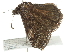  ( - 10BBLEP-01344)  @14 [ ] CreativeCommons - Attribution (2010) CBG Photography Group Centre for Biodiversity Genomics