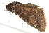  (Erynnis funeralis - 10BBLEP-01356)  @14 [ ] CreativeCommons - Attribution (2010) CBG Photography Group Centre for Biodiversity Genomics