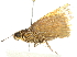  ( - 10BBLEP-01407)  @12 [ ] CreativeCommons - Attribution (2010) CBG Photography Group Centre for Biodiversity Genomics