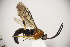  (Leurus sp - MUSM-HYM0290)  @11 [ ] Copyright (2024) Unspecified Universidad Nacional Mayor de San Marcos, Museo de Historia Natural
