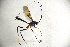  ( - MUSM-HYM0364)  @11 [ ] Copyright (2024) Unspecified Universidad Nacional Mayor de San Marcos, Museo de Historia Natural