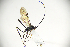  ( - MUSM-HYM0415)  @11 [ ] Copyright (2024) Unspecified Universidad Nacional Mayor de San Marcos, Museo de Historia Natural