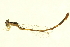  ( - 10BBODA-0266)  @12 [ ] CreativeCommons - Attribution (2010) CBG Photography Group Centre for Biodiversity Genomics