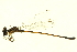  ( - 10BBODA-0274)  @13 [ ] CreativeCommons - Attribution (2010) CBG Photography Group Centre for Biodiversity Genomics