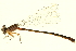  ( - 10BBODA-0226)  @13 [ ] CreativeCommons - Attribution (2010) CBG Photography Group Centre for Biodiversity Genomics
