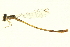  ( - 10BBODA-0132)  @14 [ ] CreativeCommons - Attribution (2010) CBG Photography Group Centre for Biodiversity Genomics