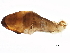 ( - BIOUG00571-A06)  @13 [ ] CreativeCommons - Attribution (2010) CBG Photography Group Centre for Biodiversity Genomics
