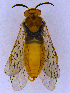  ( - UZSAV124)  @11 [ ] CreativeCommons  Attribution Non-Commercial Share-Alike (2022) Martin Secansky Slovak National Museum-Natural History Museum