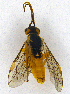  (Euura piliserra - UZSAV158)  @11 [ ] CreativeCommons  Attribution Non-Commercial Share-Alike (2022) Martin Secansky Slovak National Museum-Natural History Museum