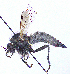  (Dysmachus bimucronatus - UZSAV208)  @11 [ ] CreativeCommons  Attribution Non-Commercial Share-Alike (2023) Martin Secansky Slovak National Museum-Natural History Museum