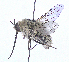  (Bombylius posticus - UZSAV224)  @11 [ ] CreativeCommons  Attribution Non-Commercial Share-Alike (2023) Martin Secansky Slovak National Museum-Natural History Museum