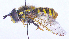  ( - UZSAV247)  @11 [ ] CreativeCommons  Attribution Non-Commercial Share-Alike (2023) Martin Secansky Slovak National Museum-Natural History Museum