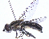  (Lejops vittata - UZSAV267)  @11 [ ] CreativeCommons  Attribution Non-Commercial Share-Alike (2023) Martin Secansky Slovak National Museum-Natural History Museum