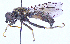  ( - UZSAV270)  @11 [ ] CreativeCommons  Attribution Non-Commercial Share-Alike (2023) Martin Secansky Slovak National Museum-Natural History Museum
