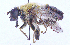  ( - UZSAV274)  @11 [ ] CreativeCommons  Attribution Non-Commercial Share-Alike (2023) Martin Secansky Slovak National Museum-Natural History Museum