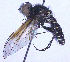  (Lomatia lachesis - UZSAV293)  @11 [ ] CreativeCommons  Attribution Non-Commercial Share-Alike (2023) Martin Secansky Slovak National Museum-Natural History Museum