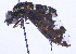  ( - UZSAV297)  @11 [ ] CreativeCommons  Attribution Non-Commercial Share-Alike (2023) Martin Secansky Slovak National Museum-Natural History Museum