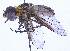  ( - UZSAV299)  @11 [ ] CreativeCommons  Attribution Non-Commercial Share-Alike (2023) Martin Secansky Slovak National Museum-Natural History Museum