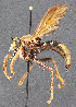  ( - UZSAV304)  @11 [ ] CreativeCommons  Attribution Non-Commercial Share-Alike (2023) Martin Secansky Slovak National Museum-Natural History Museum