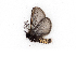  ( - UZSAV50)  @11 [ ] by-nc-sa (2022) M. Secansky Slovak National Museum-Natural History Museum