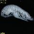  (Melita nitida - WCH_2159)  @11 [ ] CreativeCommons - Attribution Non-Commercial Share-Alike (2018) Matthieu Leray Smithsonian Institution