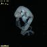  ( - WCH_2388)  @11 [ ] CreativeCommons - Attribution Non-Commercial Share-Alike (2018) Matthieu Leray Smithsonian Institution