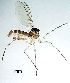  ( - 2022.03.06 Corynoptera concinna (specimen 18))  @11 [ ] CreativeCommons - Attribution Share-Alike (2023) Unspecified University of Lausanne