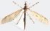  ( - 2022.08.20 Tipula fulvipennis)  @11 [ ] CreativeCommons - Attribution Share-Alike (2023) Unspecified University of Lausanne