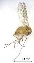  ( - 2021.06.18 Parametriocnemus stylatus adzharicus)  @11 [ ] CreativeCommons - Attribution Share-Alike (2024) Unspecified University of Lausanne
