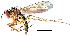  ( - 2021.06.28 Sciapus platypterus (specimen D2))  @11 [ ] CreativeCommons - Attribution Share-Alike (2024) Unspecified University of Lausanne
