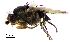  ( - 2024.08.22 Chaetopodella scutellaris (Sphae3))  @11 [ ] CreativeCommons - Attribution Share-Alike (2025) Unspecified University of Lausanne
