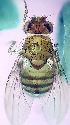  ( - 2023.06.28 Drosophila melanogaster)  @11 [ ] CreativeCommons - Attribution Share-Alike (2023) Unspecified University of Lausanne