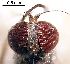  ( - 2021.06.28 Sciapus platypterus (specimen D2))  @11 [ ] CreativeCommons - Attribution Share-Alike (2024) Unspecified University of Lausanne