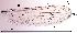  ( - 2023.08.22 Parametriocnemus (specimen 1))  @11 [ ] CreativeCommons - Attribution Share-Alike (2024) Unspecified University of Lausanne