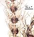  ( - 22.08.2024 Trichopsychoda hirtella (Psy8))  @11 [ ] CreativeCommons - Attribution Share-Alike (2025) Unspecified University of Lausanne