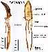  ( - 2021.09.04 Otiorhynchus ligneus (Cur1))  @11 [ ] CreativeCommons - Attribution Share-Alike (2025) Unspecified University of Lausanne