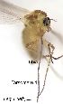  ( - 2021.06.18 Parametriocnemus stylatus adzharicus)  @11 [ ] CreativeCommons - Attribution Share-Alike (2024) Unspecified University of Lausanne