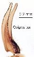  ( - 2021.01.01 Trichocera annulata)  @11 [ ] CreativeCommons - Attribution Share-Alike (2024) Unspecified University of Lausanne