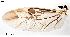 ( - 2025.04.29 Anthocomus equestris (Mala1))  @11 [ ] CreativeCommons - Attribution Share-Alike (2025) Unspecified University of Lausanne