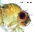  ( - 2023.06.28 Drosophila melanogaster)  @11 [ ] CreativeCommons - Attribution Share-Alike (2023) Unspecified University of Lausanne