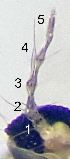  ( - 2021.06.18 Parametriocnemus stylatus adzharicus)  @11 [ ] CreativeCommons - Attribution Share-Alike (2024) Unspecified University of Lausanne