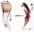  ( - 2025.04.29 Anthocomus equestris (Mala1))  @11 [ ] CreativeCommons - Attribution Share-Alike (2025) Unspecified University of Lausanne